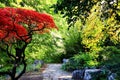 A Japanese maple tree beside a path in rock garden. Royalty Free Stock Photo