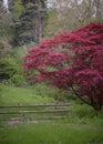 Japanese maple tree with red leaves in forest next to wooden gate Royalty Free Stock Photo