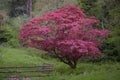 Japanese maple tree with red leaves in forest next to wooden gate Royalty Free Stock Photo