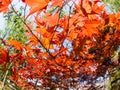 Japanese maple tree. Red leaves of the maple glow in the rays of the sun. Fisheye image Royalty Free Stock Photo