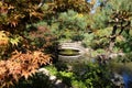 A Japanese Maple Tree, shrubs and Evergreen trees creating a natural frame around a wood bridge Royalty Free Stock Photo