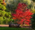 Japanese maple tree in spectacular autumn colours