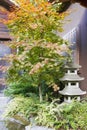 Japanese Maple Tree with Stone Pagoda Lantern Royalty Free Stock Photo