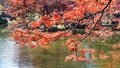 Japanese Maple Tree. Royalty Free Stock Photo