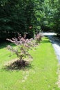 Japanese Maple trees on a sunny day Royalty Free Stock Photo