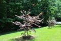 Japanese Maple trees on a sunny day Royalty Free Stock Photo