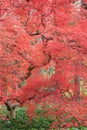 Japanese Maple Royalty Free Stock Photo