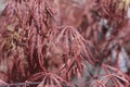 Japanese Maple Viridis Royalty Free Stock Photo