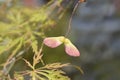 Japanese Maple Viridis Royalty Free Stock Photo