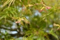 Japanese Maple Viridis Royalty Free Stock Photo