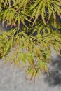 Japanese Maple Viridis Royalty Free Stock Photo