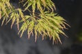 Japanese Maple Viridis Royalty Free Stock Photo