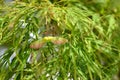 Japanese Maple Viridis