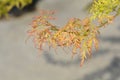 Japanese Maple Viridis Royalty Free Stock Photo