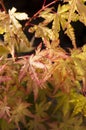 Japanese maple