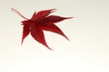 Japanese Maple White Down Royalty Free Stock Photo