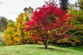 Japanese Maple (Acer palmatum)