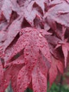 Japanese maple (Acer palmatum 'Bloodgood') Royalty Free Stock Photo