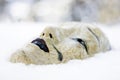 Japanese mask in snow