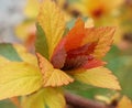 Japanese meadowsweet (Spiraea japonica)