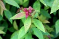 Japanese meadowsweet or Spiraea japonica shrub plant with dark red to light green deciduous leaves in ovate shape and toothed