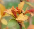 Japanese meadowsweet (Spiraea japonica)