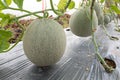 Japanese melon crop