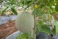 Japanese melon crop