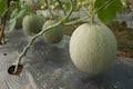 Japanese melon crop