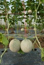 Japanese melon in fruiting stage
