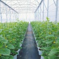 Japanese melon in greenhouse on filed
