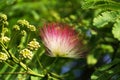The Japanese mimosa Royalty Free Stock Photo