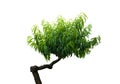 Japanese miniature bonsai tree