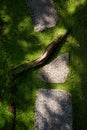 Japanese miniature garden detail. Moss, stones and a root