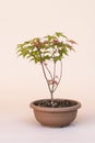 Japanese miniature palmate maple.