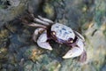 Japanese mitten crab in Tamagawa river in Tokyo