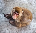 Japanese monkey