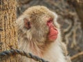 Japanese Monkey at Arashiyama Park Royalty Free Stock Photo