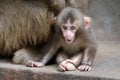 Japanese monkey baby Royalty Free Stock Photo