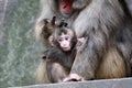 Japanese monkey baby Royalty Free Stock Photo