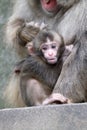 Japanese monkey baby Royalty Free Stock Photo