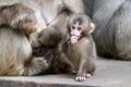 Japanese monkey baby Royalty Free Stock Photo