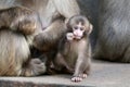 Japanese monkey baby Royalty Free Stock Photo