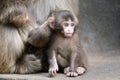 Japanese monkey baby Royalty Free Stock Photo