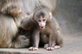 Japanese monkey baby Royalty Free Stock Photo