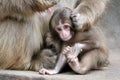 Japanese monkey baby Royalty Free Stock Photo