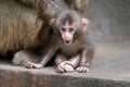 Japanese monkey baby Royalty Free Stock Photo