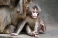 Japanese monkey baby Royalty Free Stock Photo