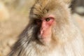 Japanese Monkey close up Royalty Free Stock Photo