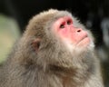 Japanese monkey Royalty Free Stock Photo